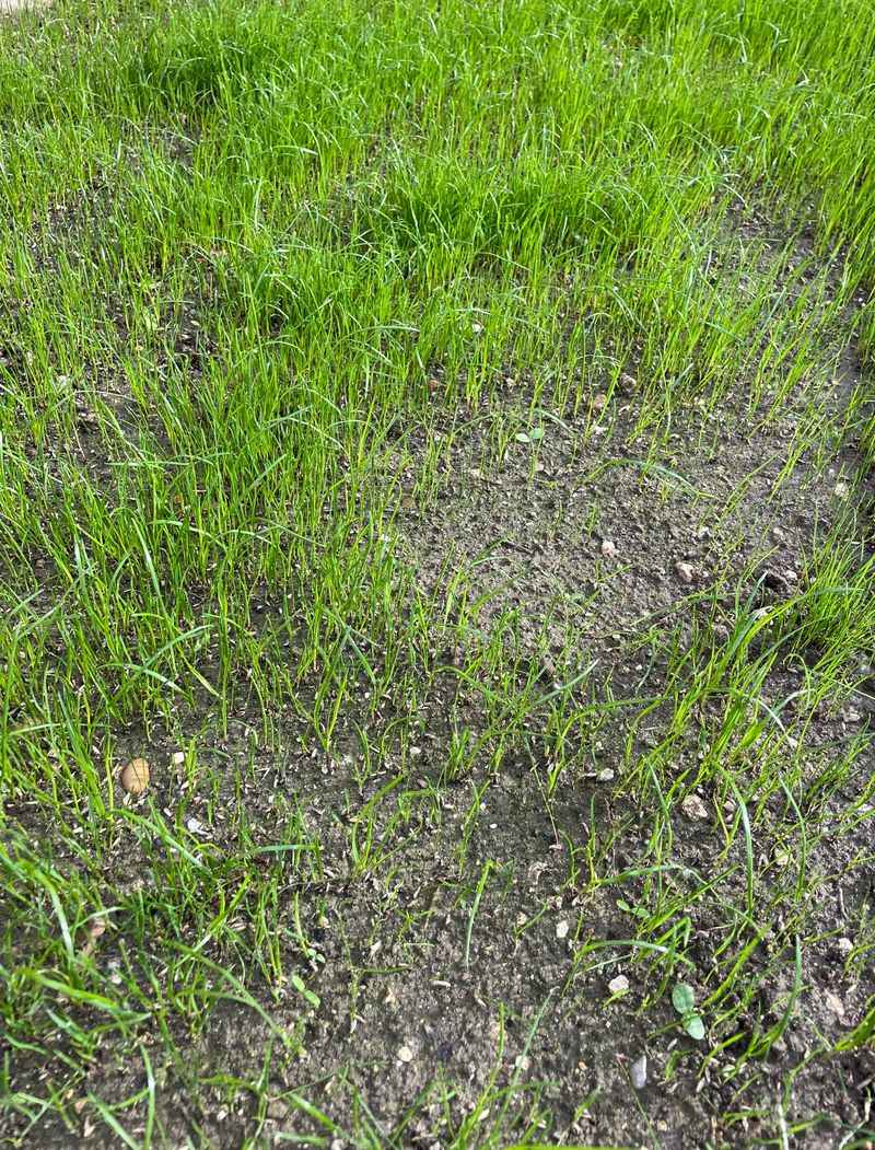 Warm Soil And Cooler Air Give Seedlings Their Best Start Warm Soil And Cooler Air Give Seedlings Their Best Start