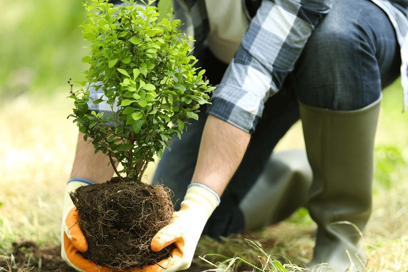 Warm Soil Encourages Root Growth