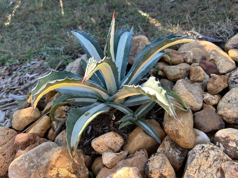 Warm Soil Helps New Roots Form More Quickly