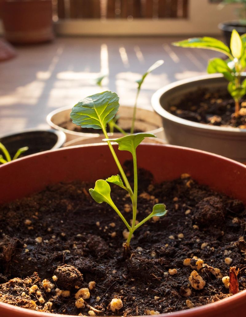 Warm Soil Helps Transplants Root Quickly Warm Soil Helps Transplants Root Quickly