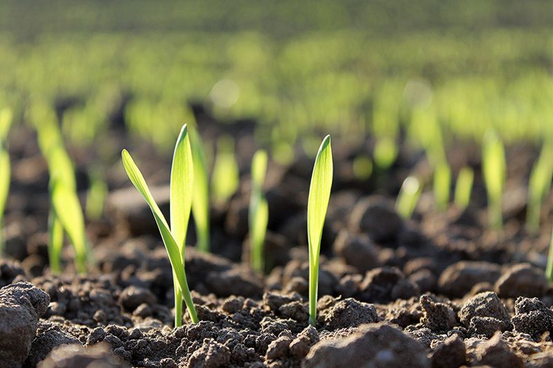 Warm Soil Speeds Germination