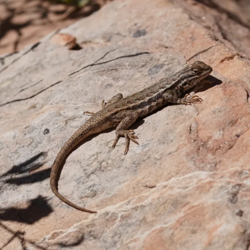Warm Surfaces Give Reptiles A Useful Basking Spot