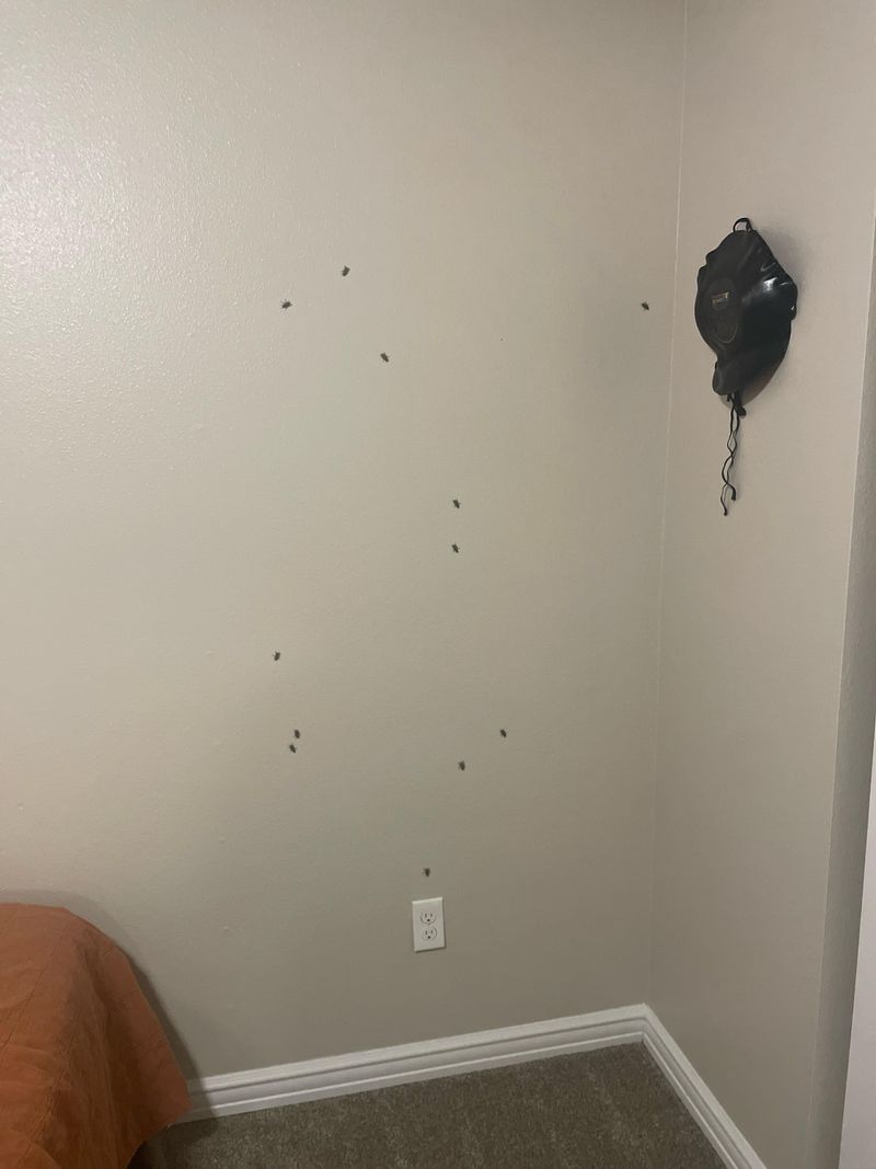 Warm Walls Draw Them In
