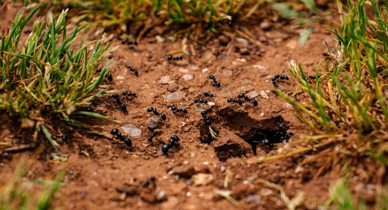 Warm Weather Boosts Ant Colony Activity