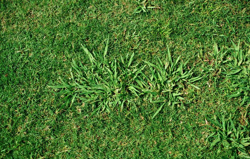 Warm Weather Keeps This Perennial Weed Growing