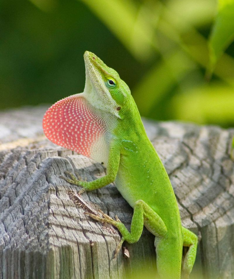 Warm Weather Makes Anoles Easier to See Warm Weather Makes Anoles Easier to See