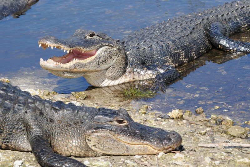 Warm Weather Puts More Alligators On The Move