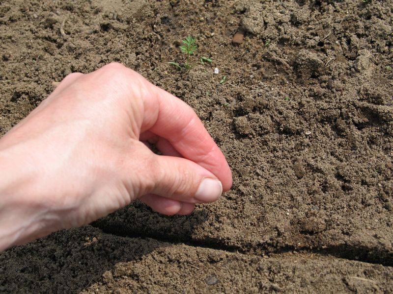 Warmer Texas Gardens Can Plant Into November Warmer Texas Gardens Can Plant Into November