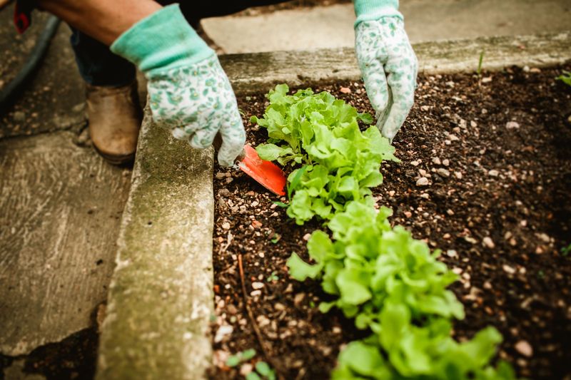 Warning Signs Every Gardener Should Watch For