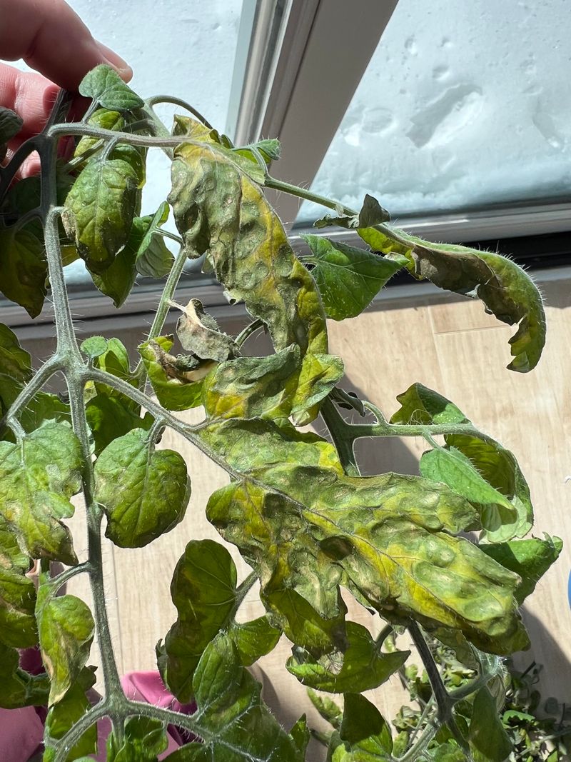 Warning Signs Your Tomato Plants Are Already Reacting