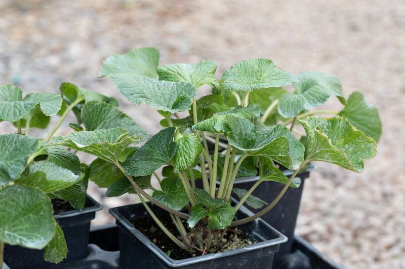 Wasabi Is A Poor Raised Bed Bet