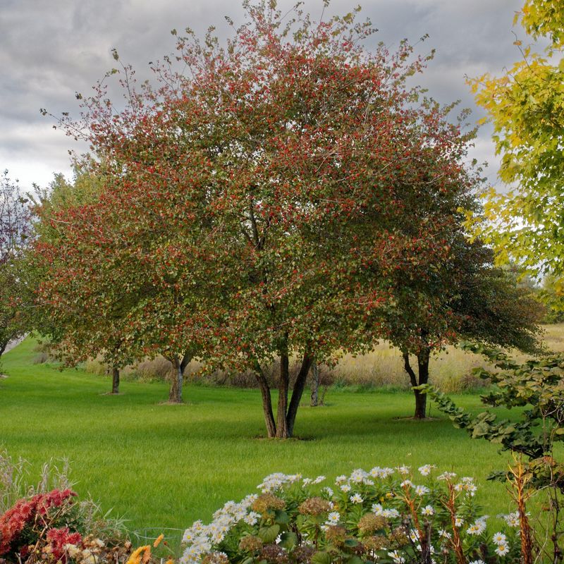 Washington Hawthorn Washington Hawthorn