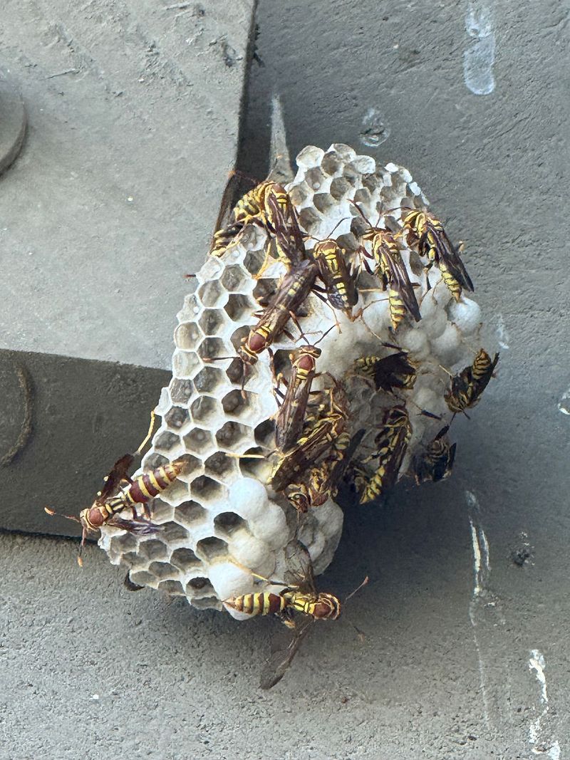 Wasps Begin Disappearing Into Small Gaps