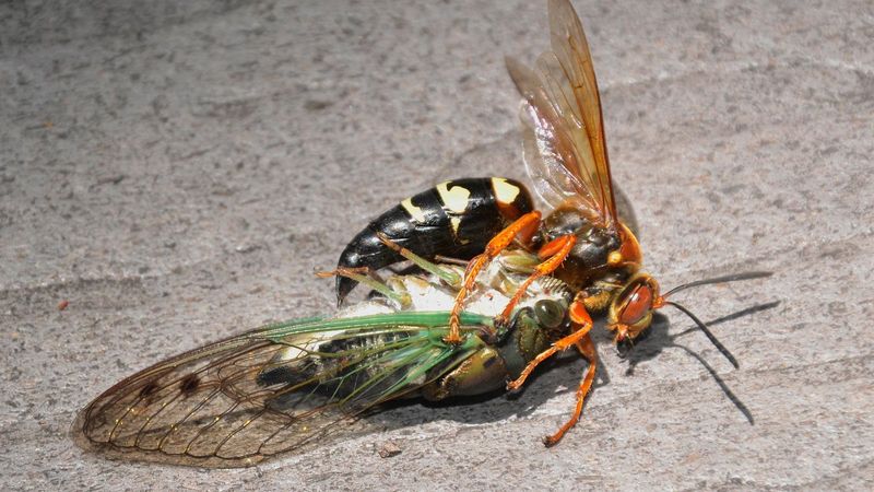 Watch A Female Haul Home Her Giant Catch Watch A Female Haul Home Her Giant Catch