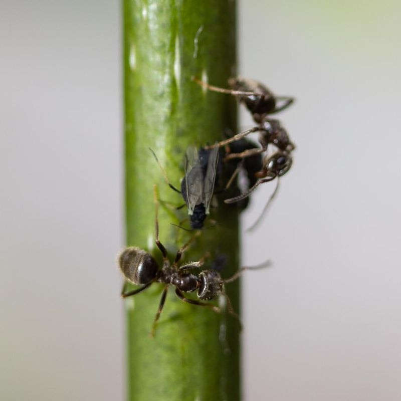 Watch Ant Activity Around Infested Twigs Watch Ant Activity Around Infested Twigs