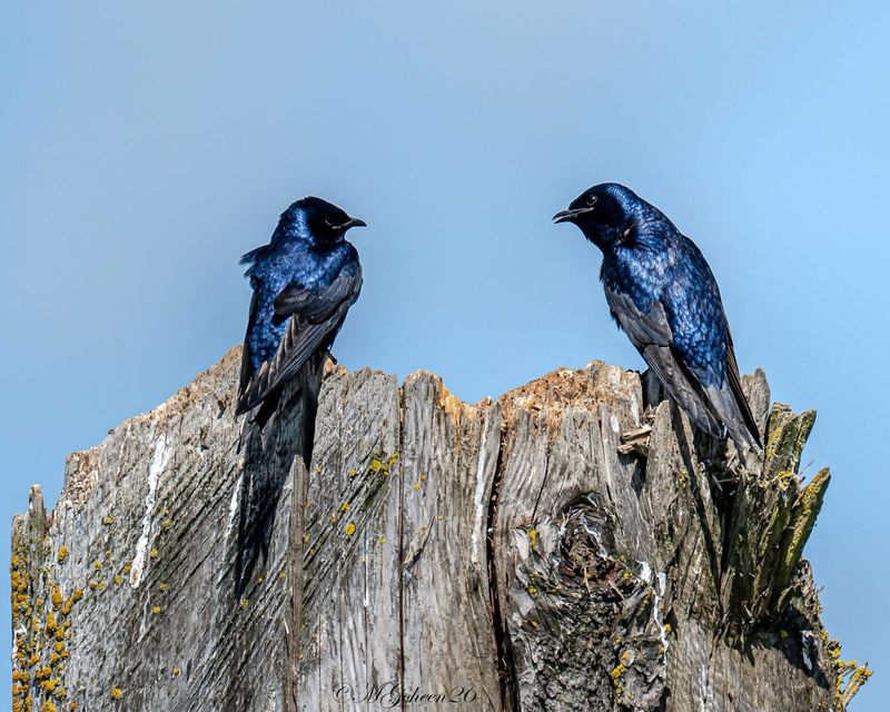 Watch August Martins Gather Before Migration