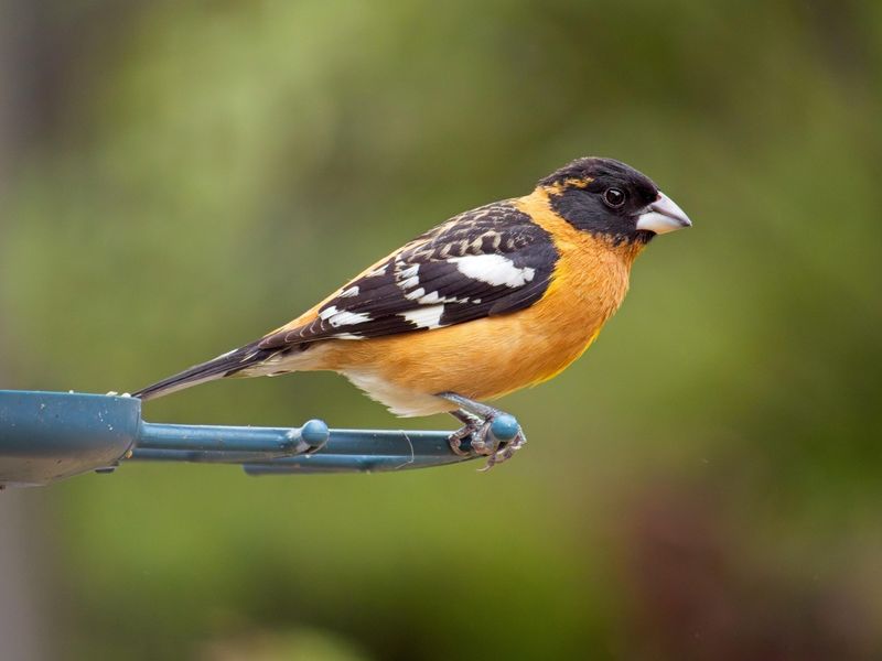 Watch Black-Headed Grosbeaks Leave The Feeders