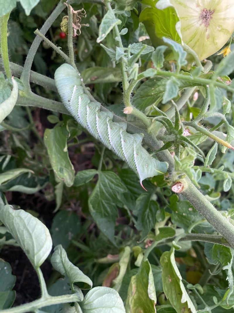 Watch Closely For Late-Summer Hornworms And Aphids