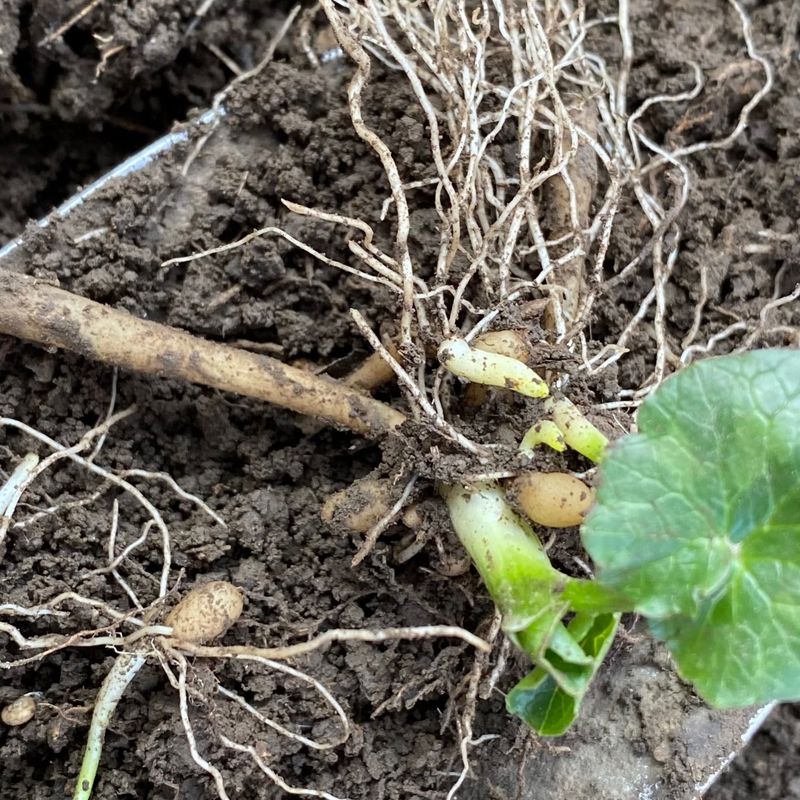 Watch Creeping Stems Root As They Travel Watch Creeping Stems Root As They Travel