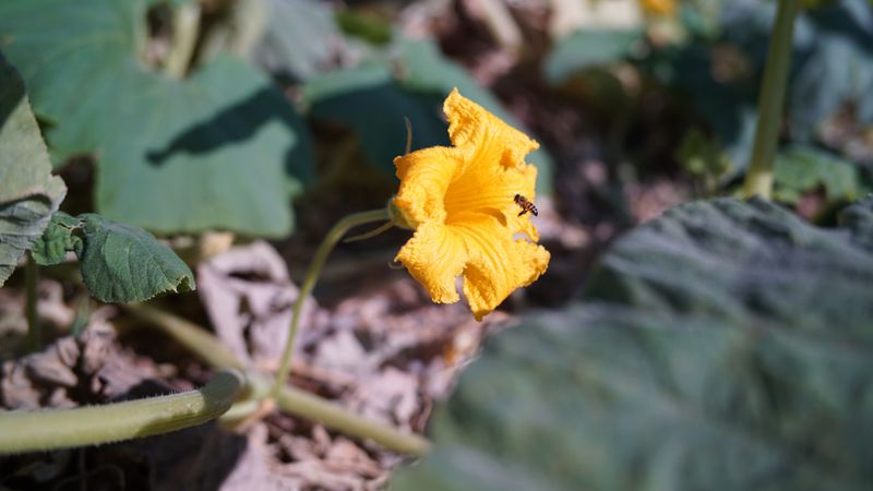 Watch Daily For Bees Visiting The Blooms Watch Daily For Bees Visiting The Blooms