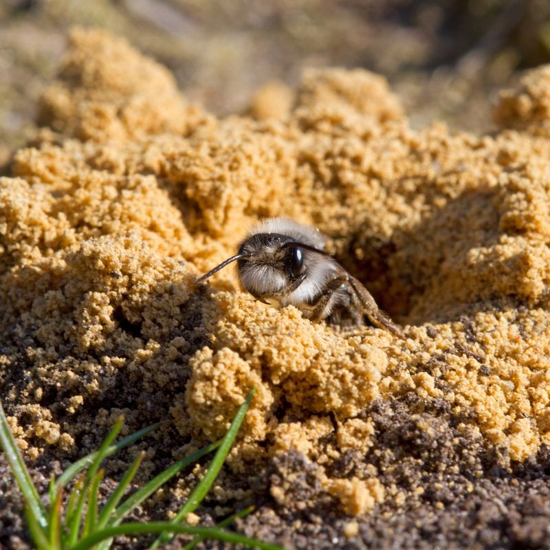 Watch Females Carry Pollen Underground Watch Females Carry Pollen Underground