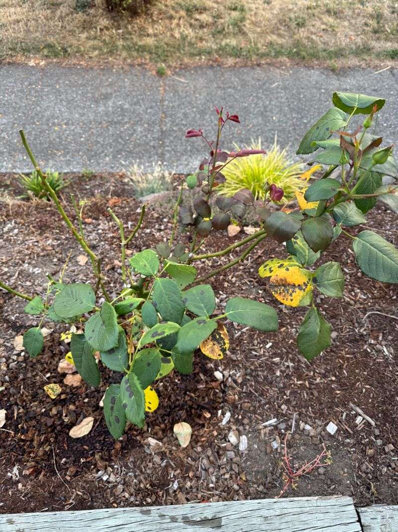 Watch For Black Spot Before New Growth Takes Off