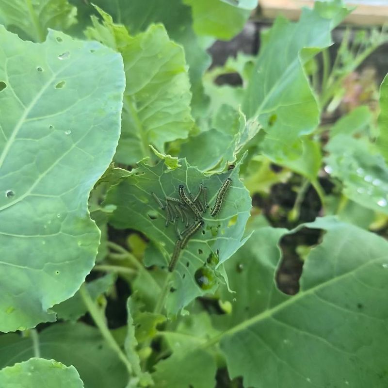 Watch For Cabbage Worms And Aphids