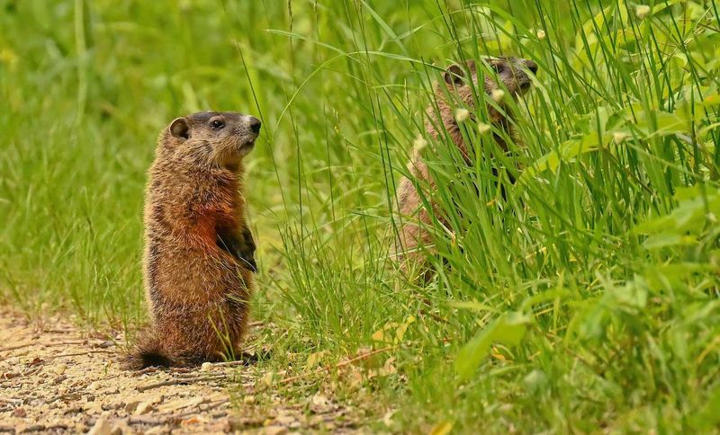 Watch For Daylight Trips Away From The Den