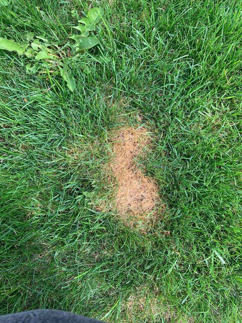 Watch For Fast Moving Brown Patches