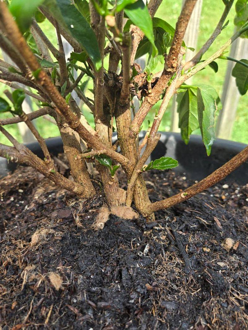Watch For Fresh Branching Below The Cuts
