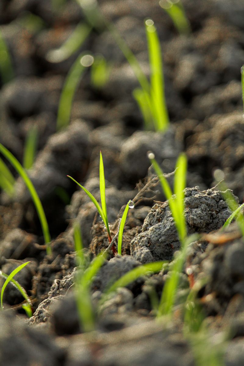 Watch For Fresh Soil After Rain Watch For Fresh Soil After Rain