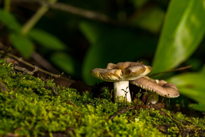 Watch For Fungus After Humid Stretches Watch For Fungus After Humid Stretches