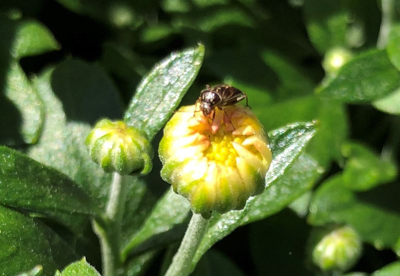 Watch For Late Summer Pests