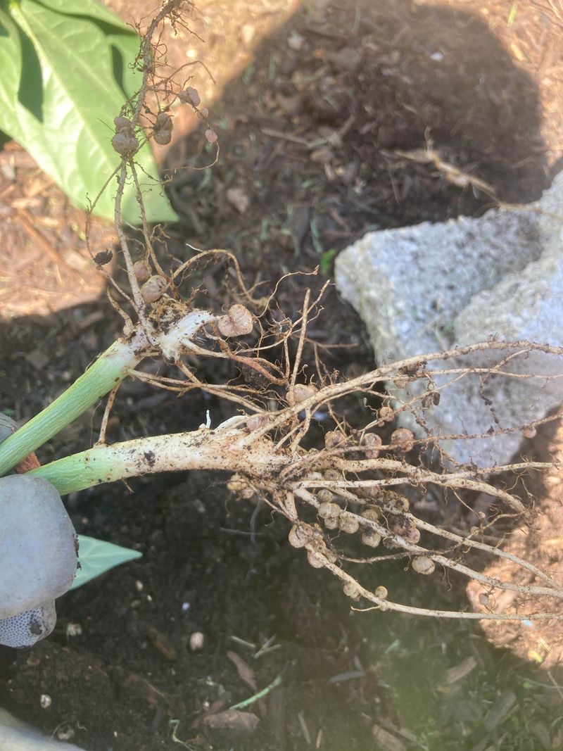 Watch For Nematode And Disease Clues Watch For Nematode And Disease Clues