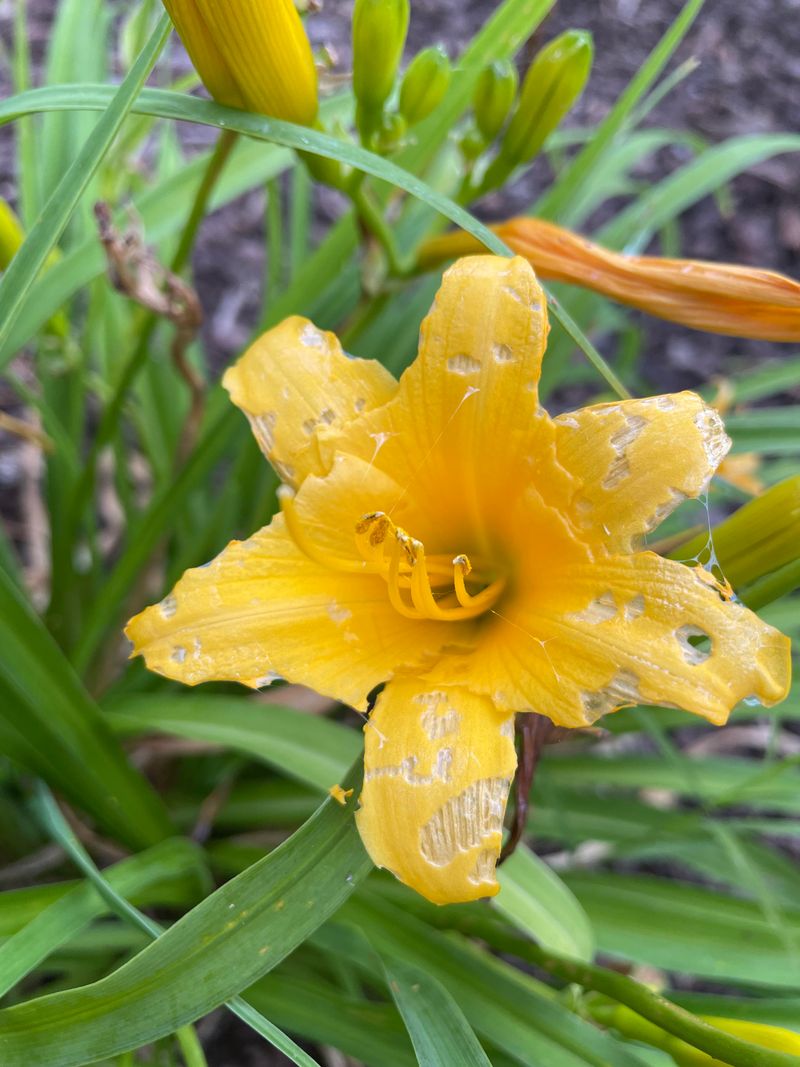 Watch For Pest Activity On Foliage