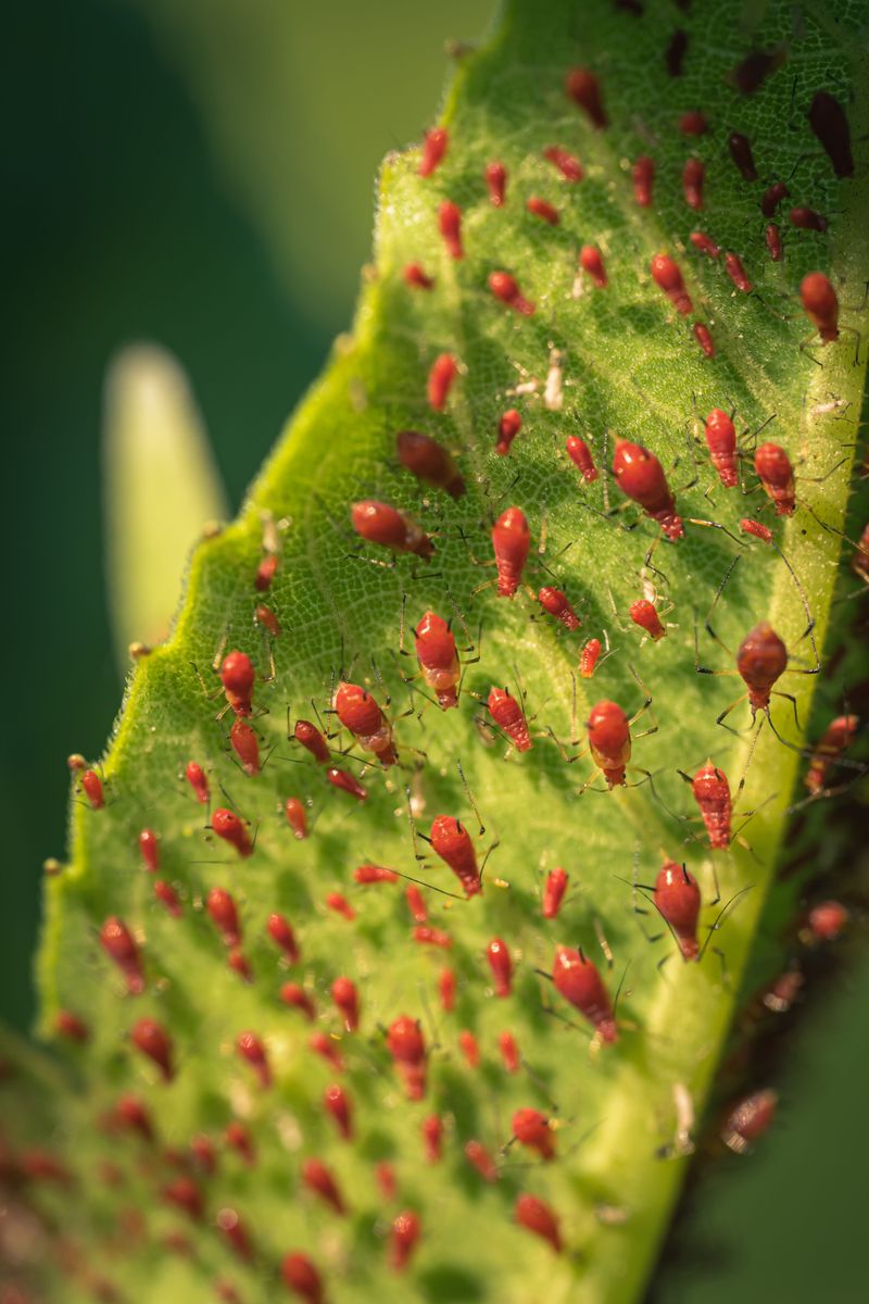 Watch For Pests Hiding In Leaf Joints Watch For Pests Hiding In Leaf Joints