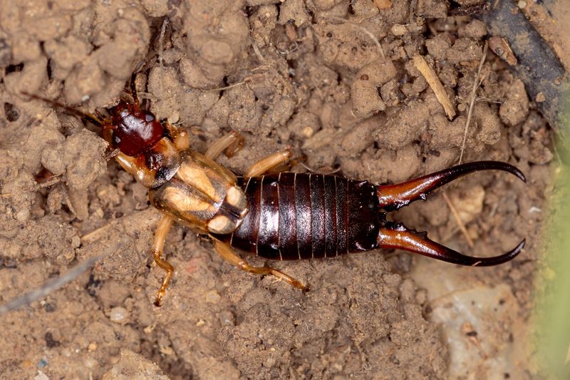 Watch For Pests Like Earwigs Watch For Pests Like Earwigs