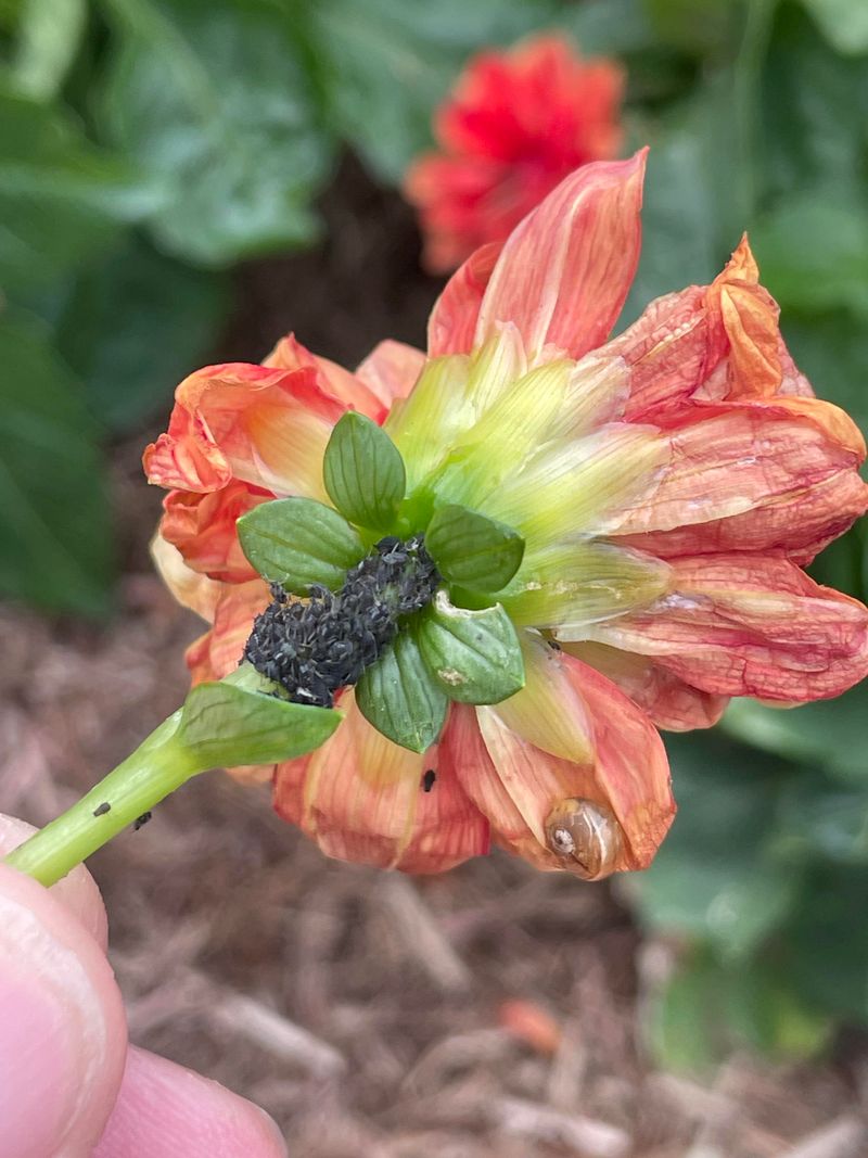 Watch For Pests Like Spider Mites And Thrips