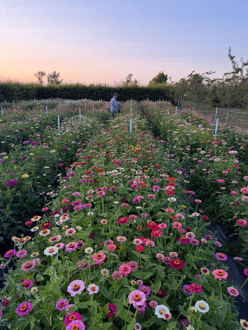 Watch For Powdery Mildew Before Late Summer Cuts Get Aggressive Watch For Powdery Mildew Before Late Summer Cuts Get Aggressive