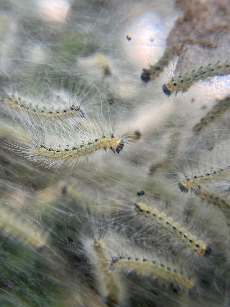 Watch For Repeat Webworm Activity Next Season Watch For Repeat Webworm Activity Next Season