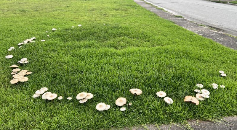 Watch For Repeating Rings In The Grass Watch For Repeating Rings In The Grass