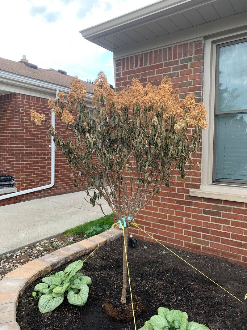 Watch For Roots In Thick Mulch