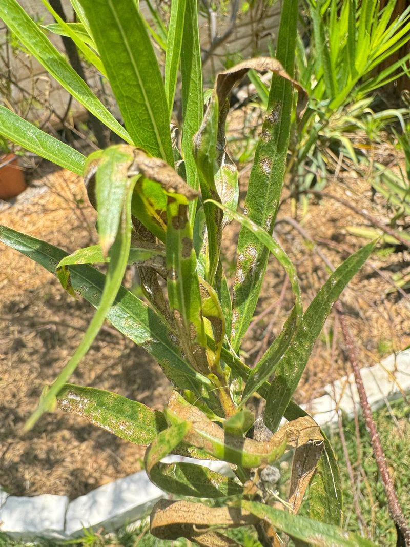 Watch For Scorched Leaf Margins