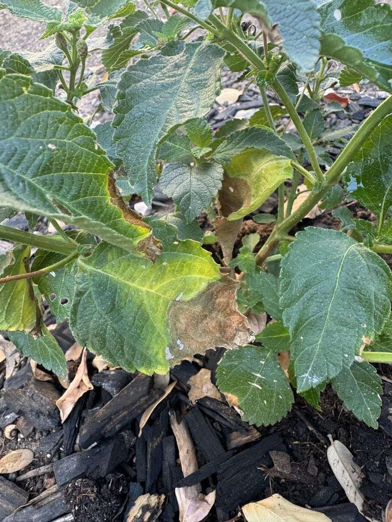 Watch For Signs Of Heat Stress Watch For Signs Of Heat Stress
