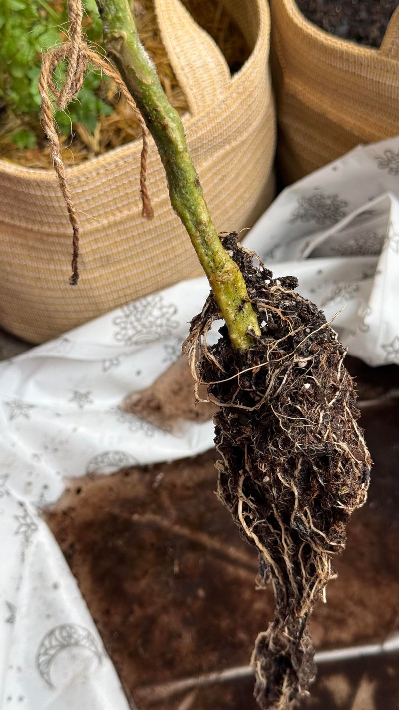 Watch For Signs Of Root Rot Watch For Signs Of Root Rot