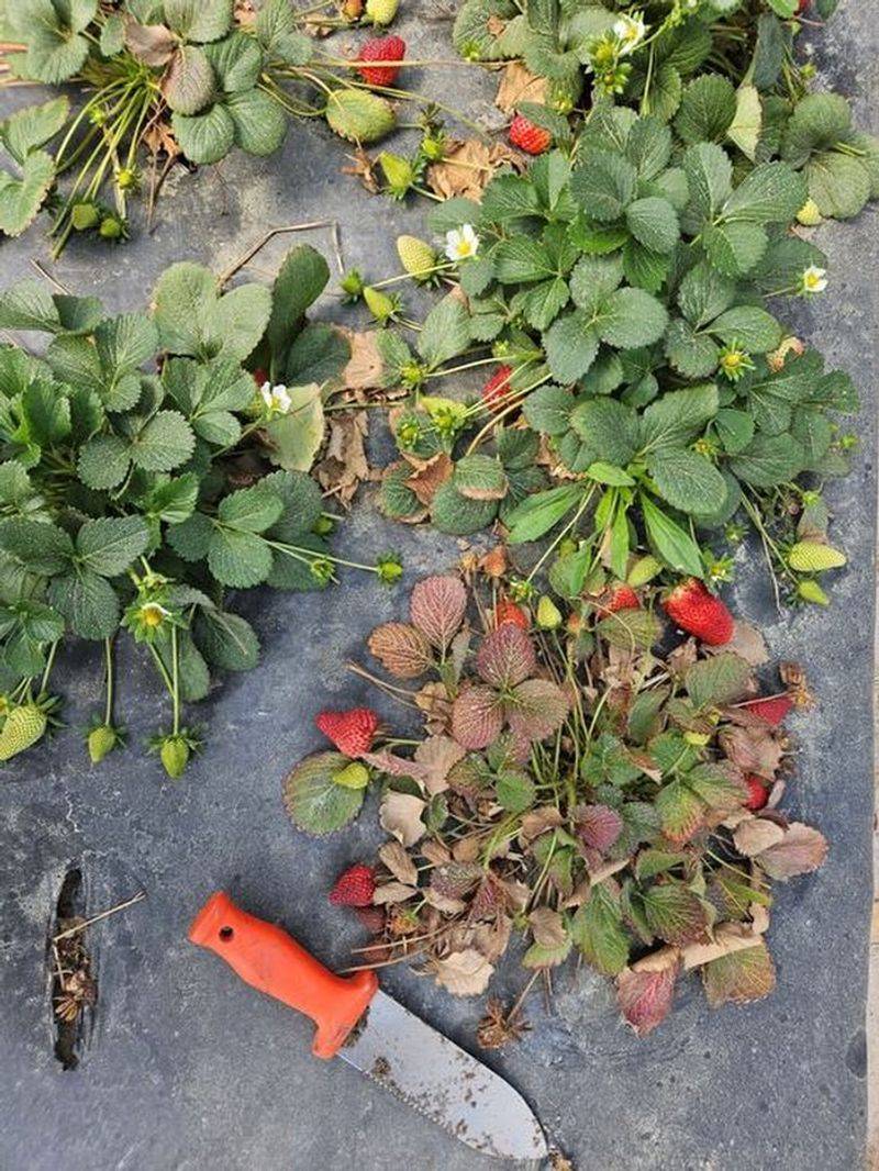 Watch For Signs Of Verticillium Wilt Watch For Signs Of Verticillium Wilt