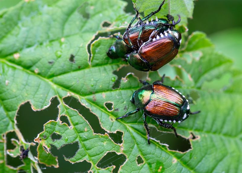 Watch For Skeletonized Leaves