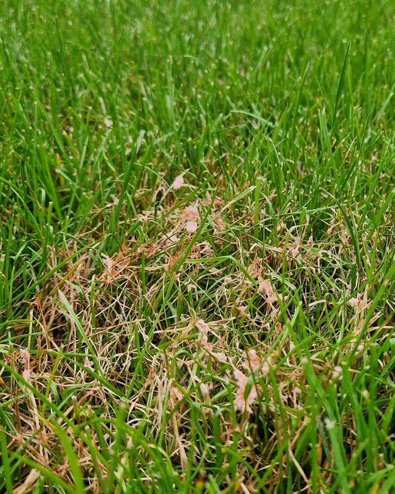 Watch For Summer Disease