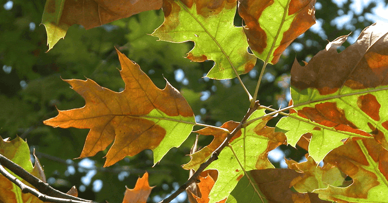 Watch For These Maple Stress Warning Signs Watch For These Maple Stress Warning Signs