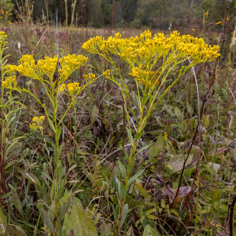 Watch For These Seasonal Clues As Cooler Weather Approaches